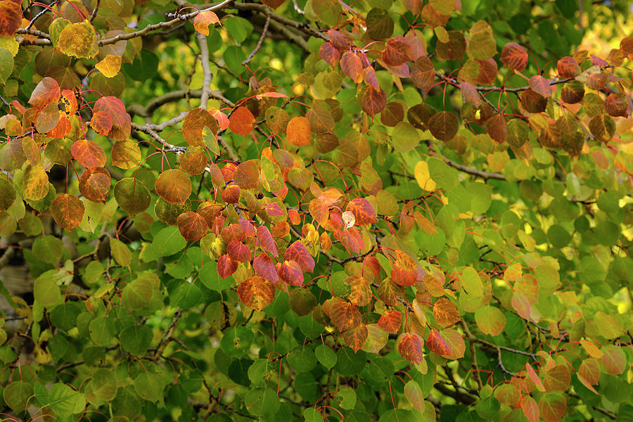 Red and Green Autumn Leaves Quaking Aspen Photograph by Mary Lee Dereske