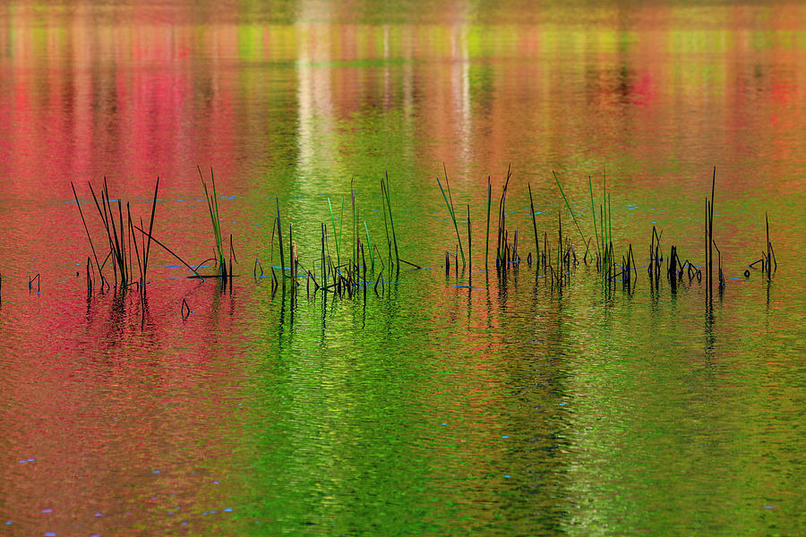 Red and Green colors reflection in water Photograph by Dan Friend