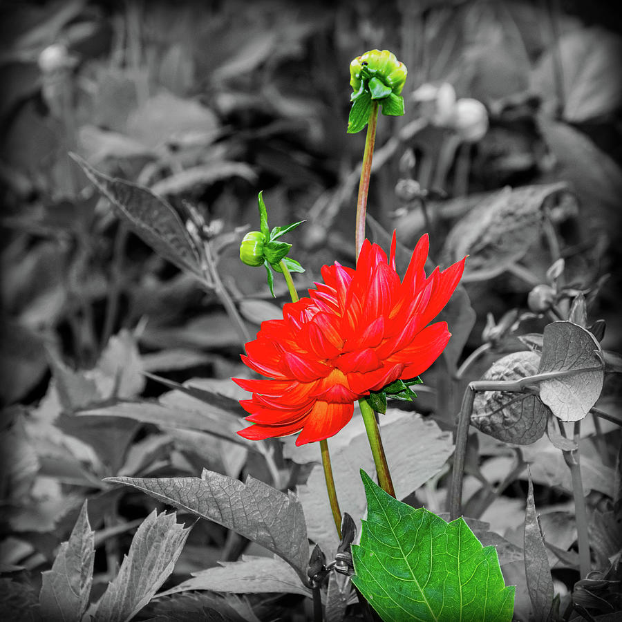Red and Green Flower Photograph by Angela Carrion Photography