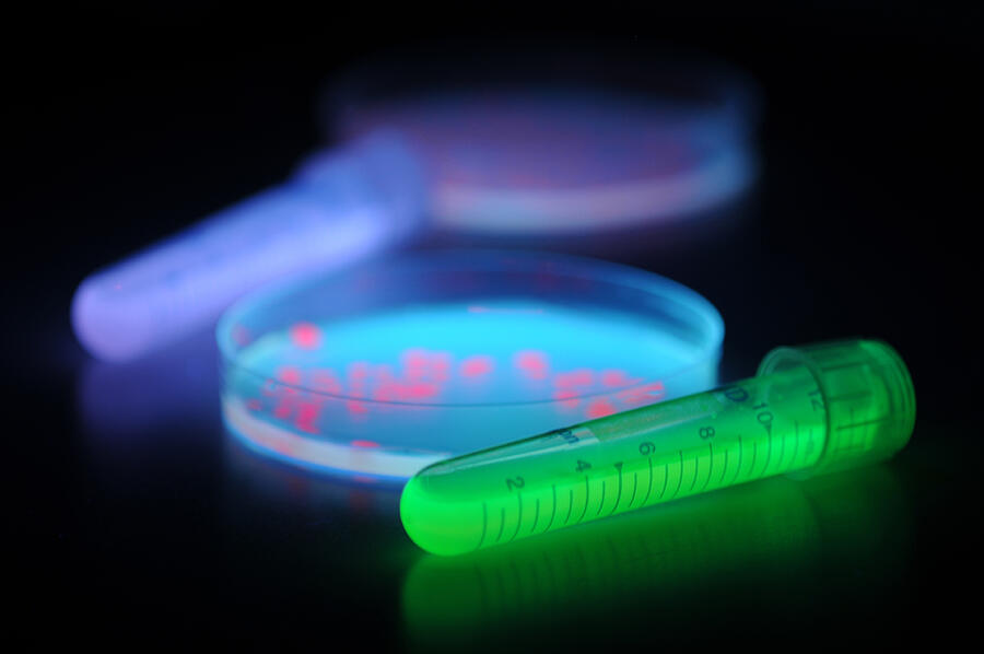 Red and Green fluorescent proteins in Escherichia Photograph by Fernan Federici Red and Green fluorescent proteins in Escherichia Photograph by Fernan Federici