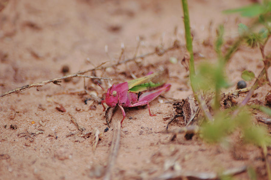 Red And Green Grasshopper In A Sandy Meadow Photograph