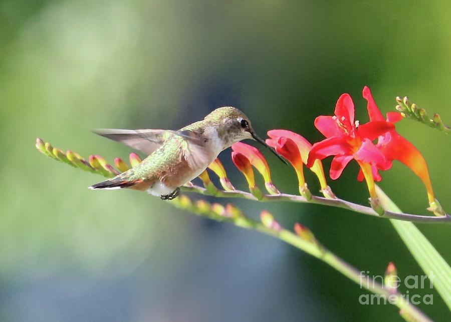 Red and Green Hummingbird World Photograph by Carol Groenen