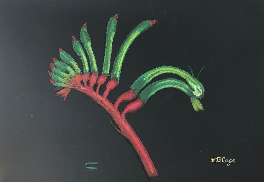 Red and Green Kangaroo Paw Pastel by Richard Le Page