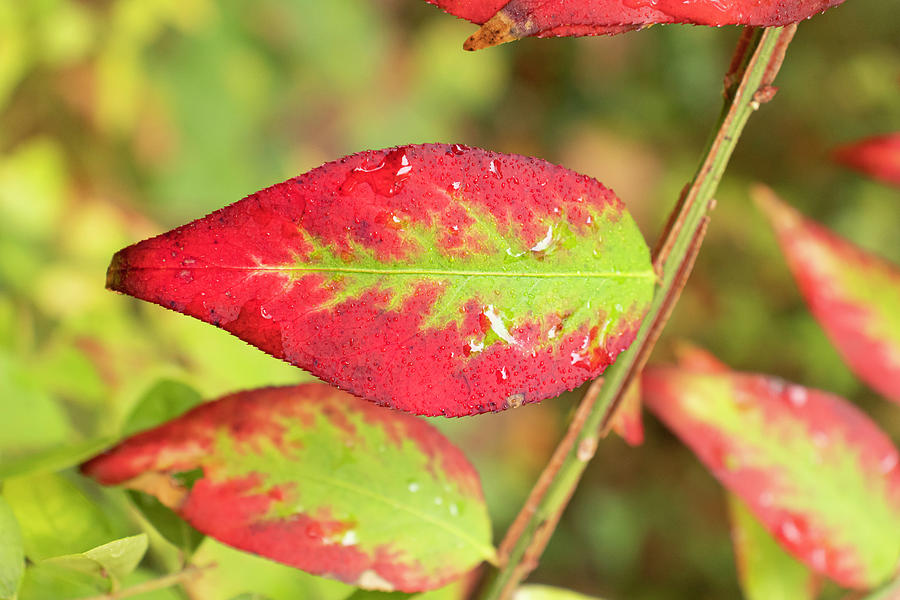 Red and Green Leaf in Autumn Photograph by Auden Johnson