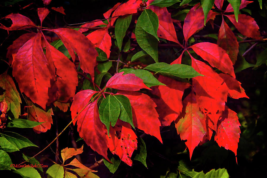 Red and Green Leaves Photograph by LeeAnn McLaneGoetz McLaneGoetzStudioLLCcom