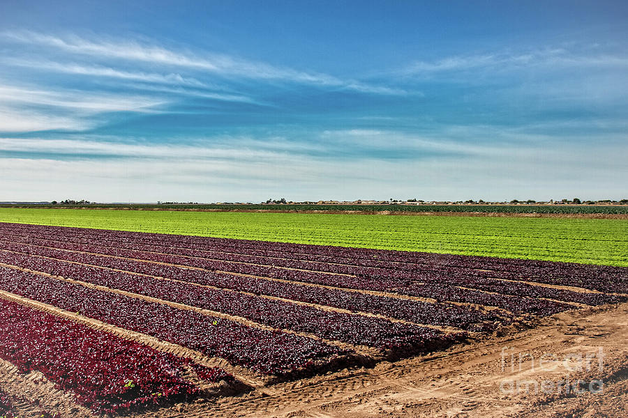 Red and Green Lettuce Farming Photograph by Robert Bales