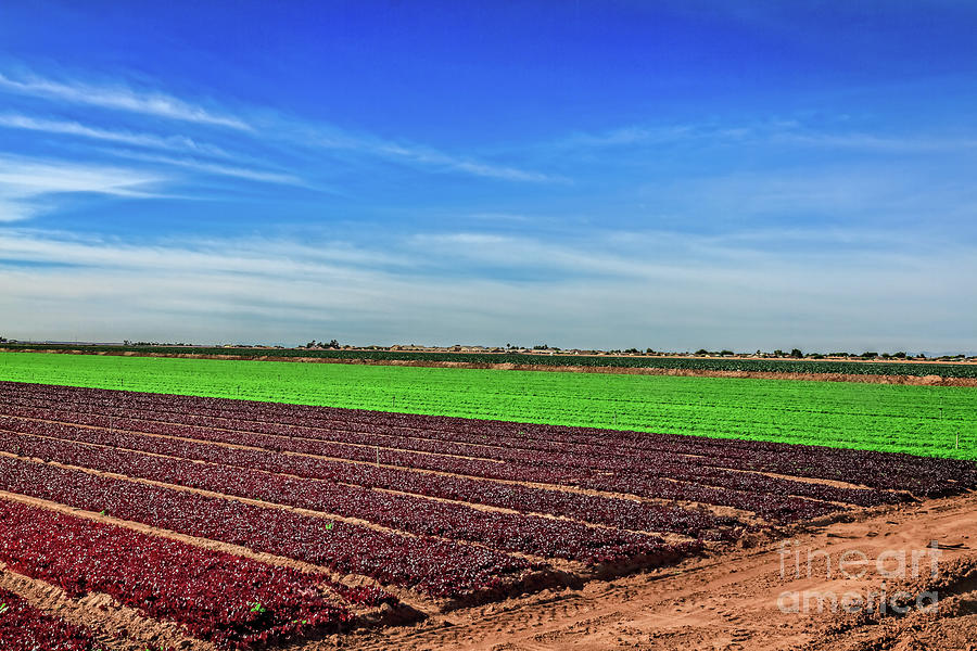 Red and Green Lettuce Photograph by Robert Bales