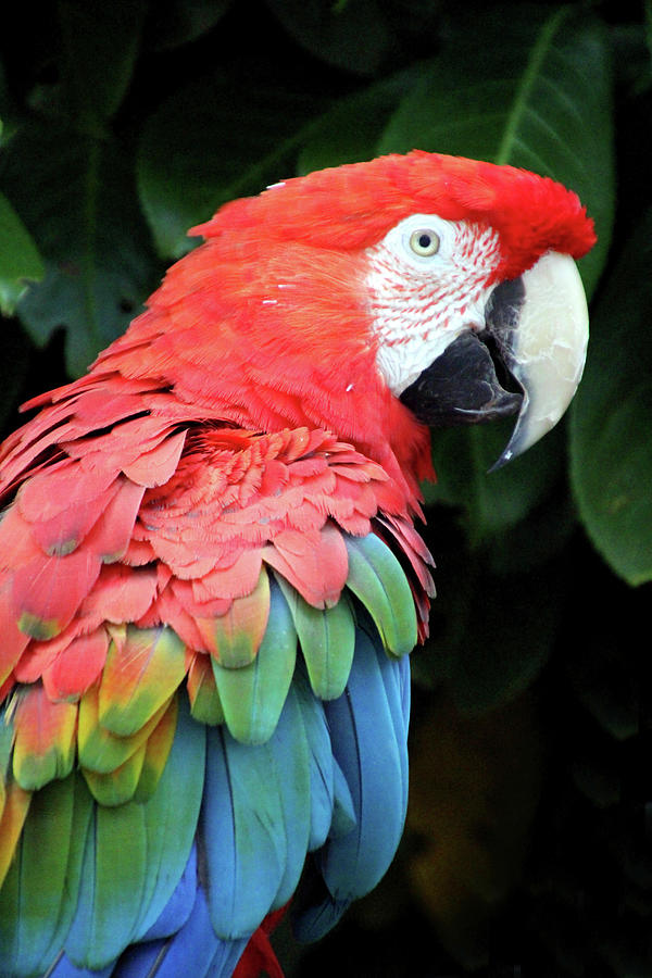 Red and Green Macaw Photograph by Judith Rowe