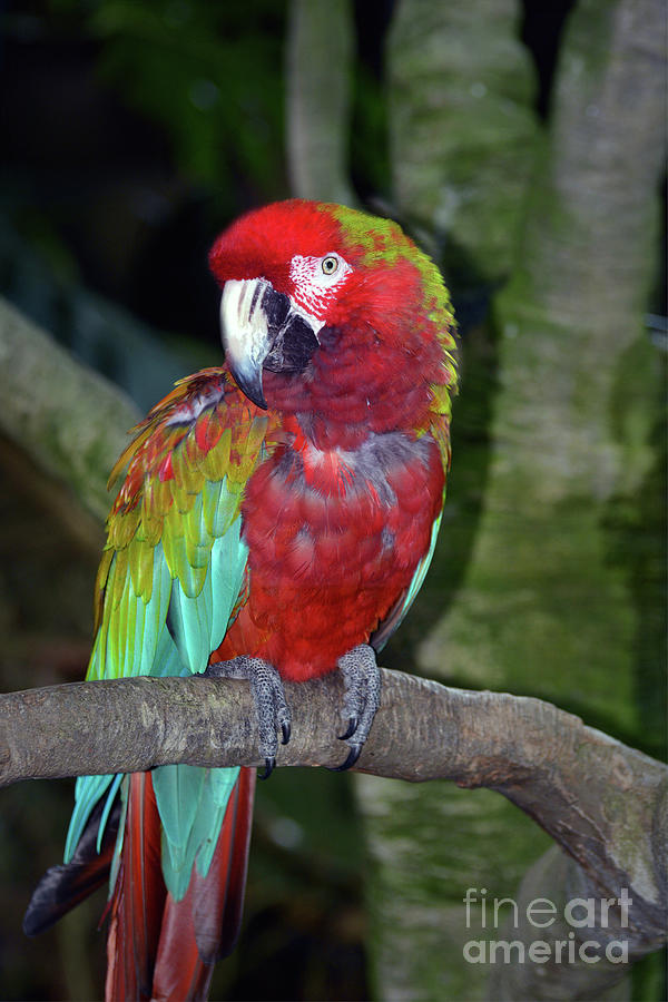 Red And Green Macaw Photograph