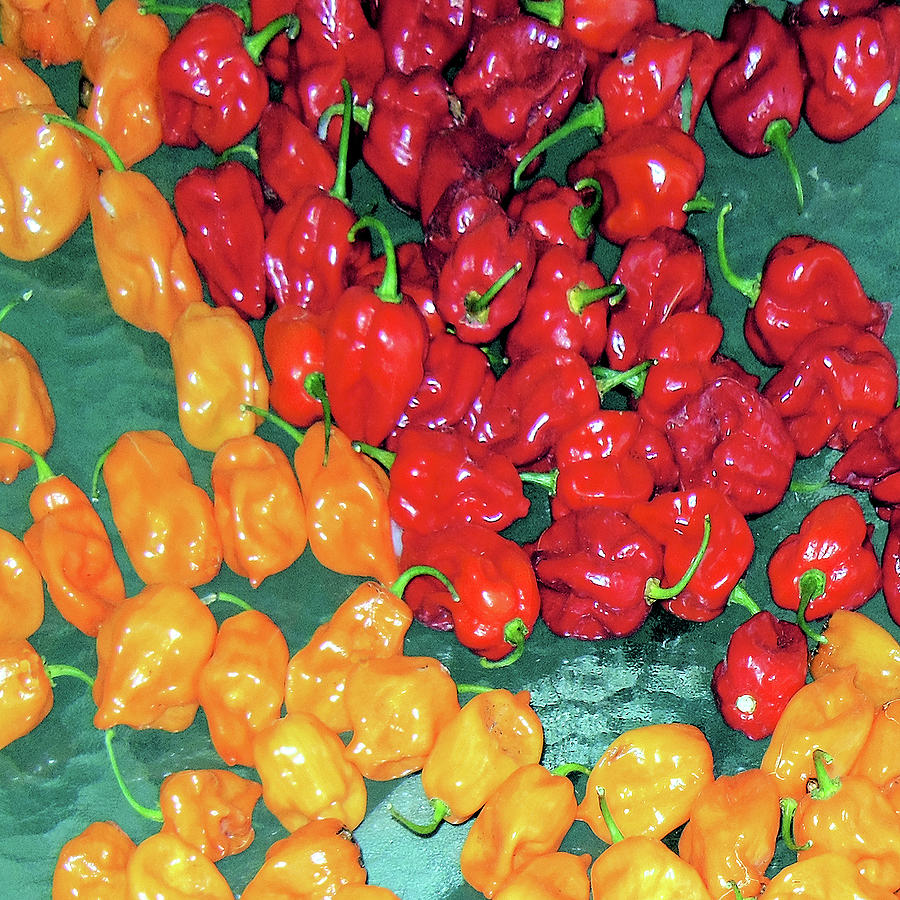 Ghost Peppers and Habaneros Photograph by Only A Fine Day - Fine Art ...