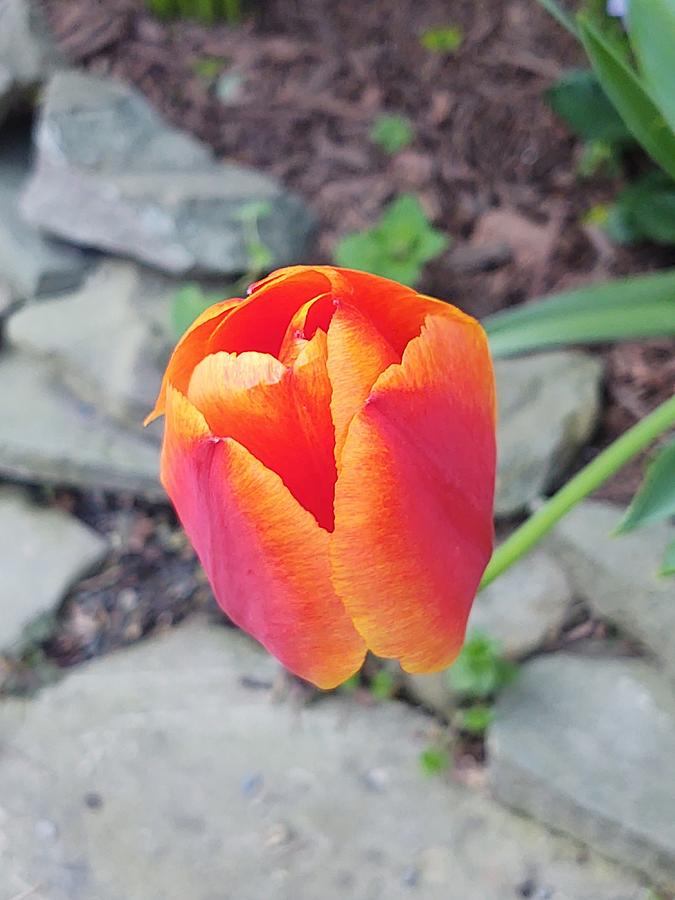 Red and orange Tulip Photograph by Caritas Creation Red and orange Tulip Photograph by Caritas Creation
