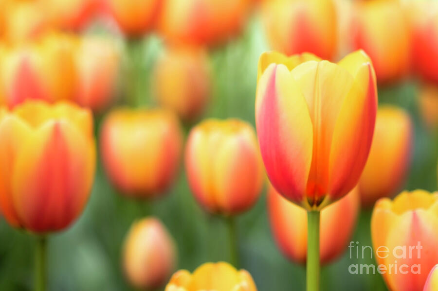 Tulip Photograph - Red and yellow Tulip Dream by Ruth Jolly