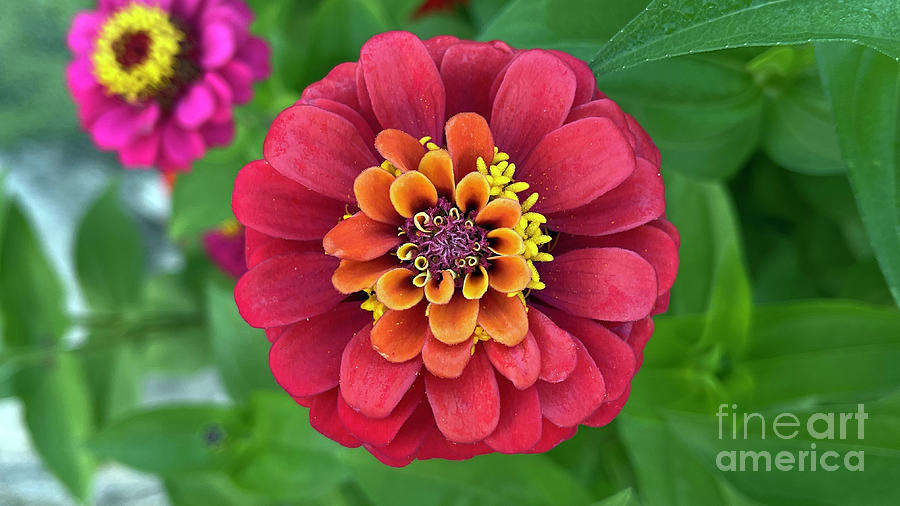Red and Orange Zinnia 0698 Photograph by Jack Schultz