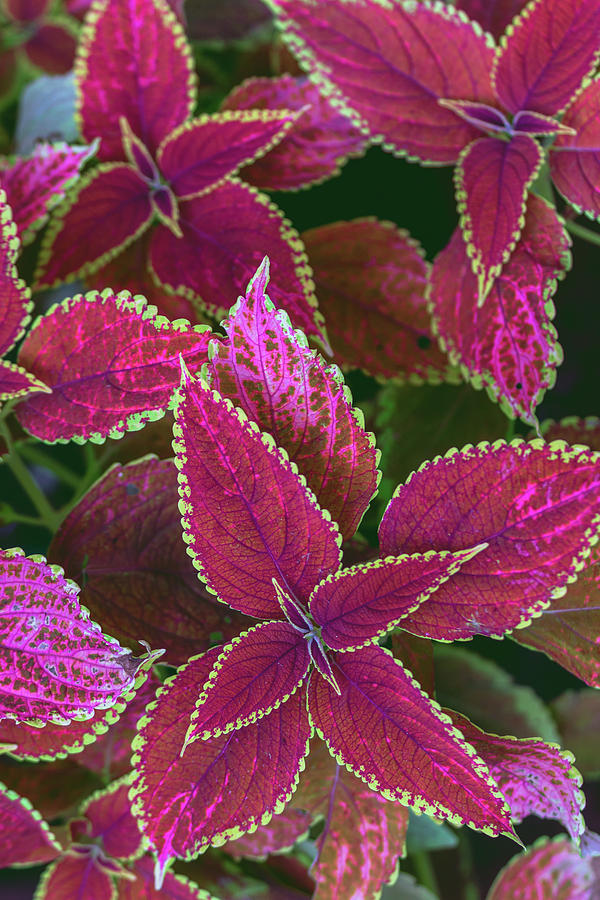 Red And Pink Coleus Leaves Photograph