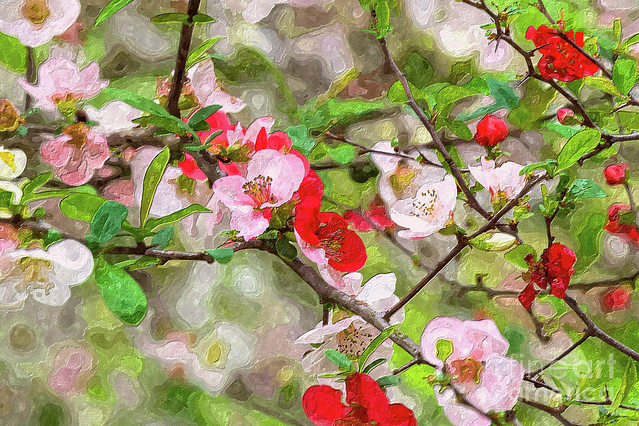 Red And Pink Flowering Quince Painterly Mixed Media by Jennifer White