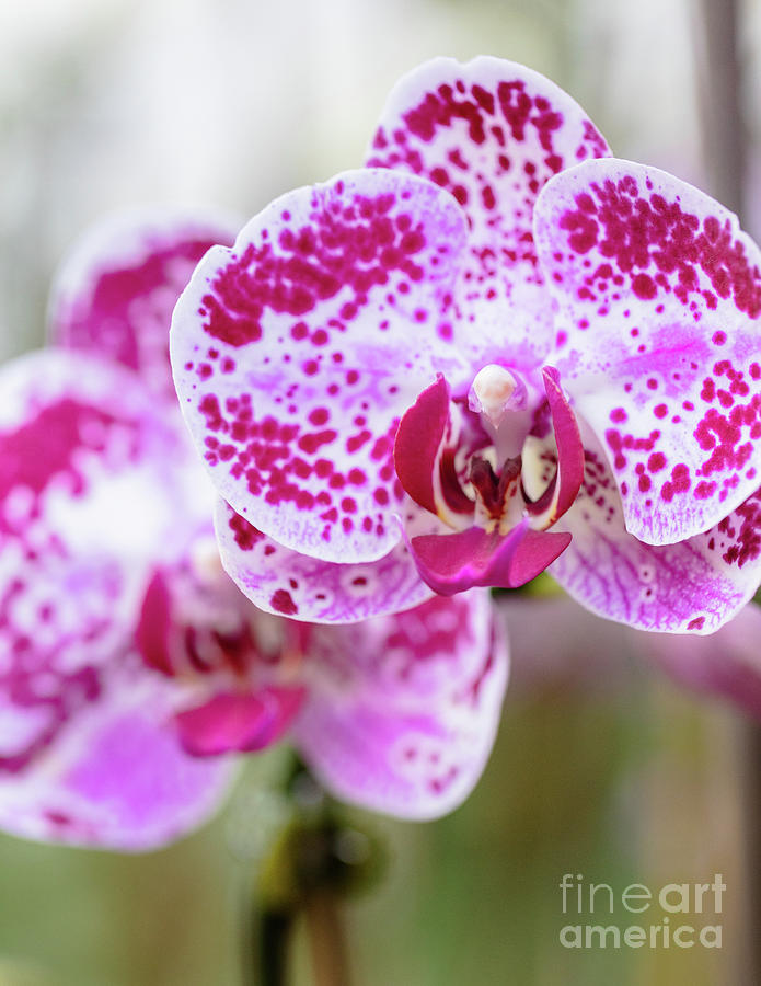 Red And Pink Moon Orchids Photograph