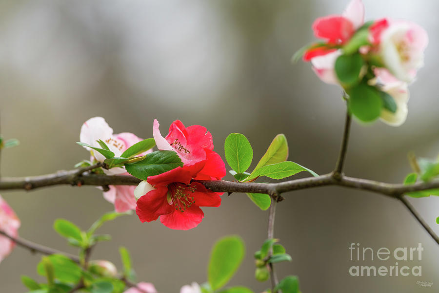 Red And Pink Quince Branch Photograph by Jennifer White