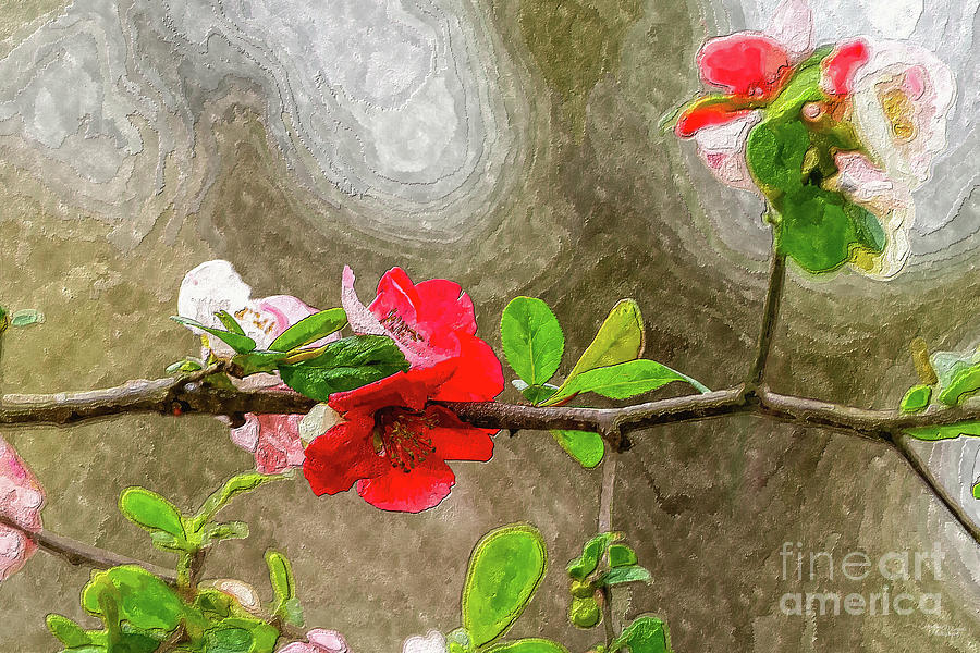 Red And Pink Quince Branch Painterly Mixed Media by Jennifer White