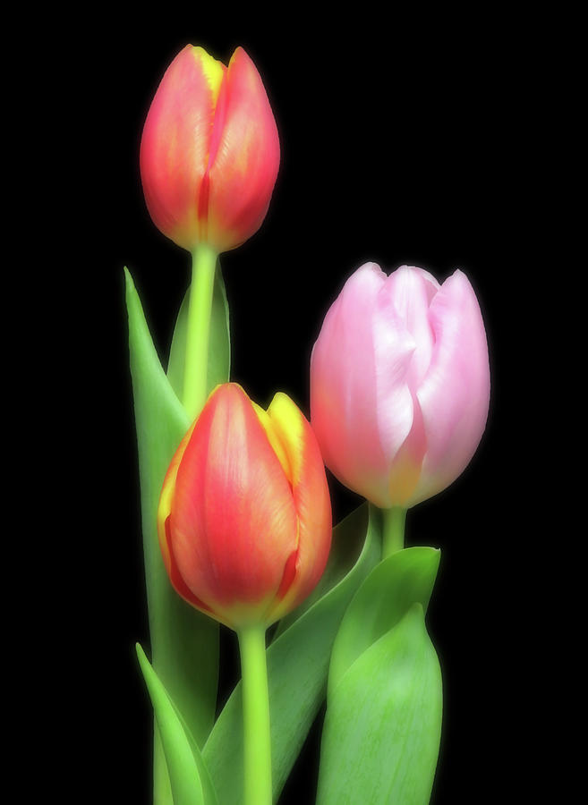 Red And Pink Tulips Photograph by Johanna Hurmerinta