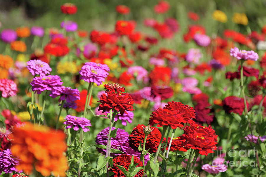 Red and Pink Zinnias Photograph by Vivian Krug Cotton