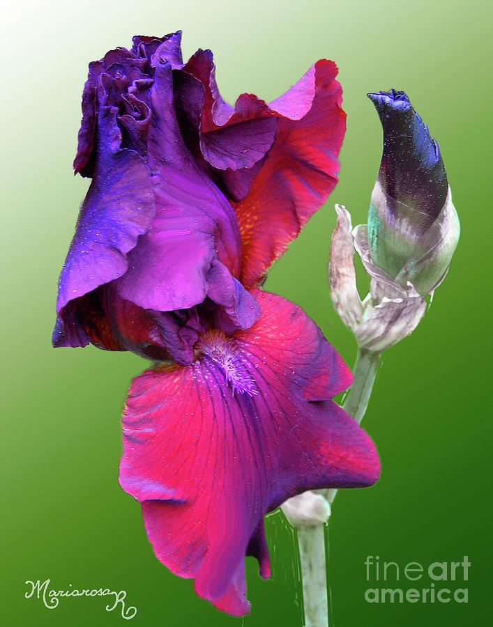 Red and Purple Iris  Photograph by Mariarosa Rockefeller