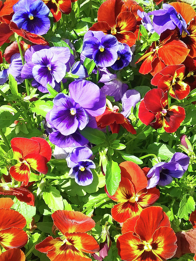 Red and Purple Pansies1 Photograph by Emmy Marie Vickers