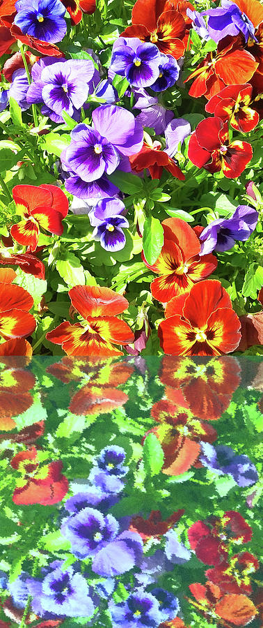 Red And Purple Pansies2 Photograph