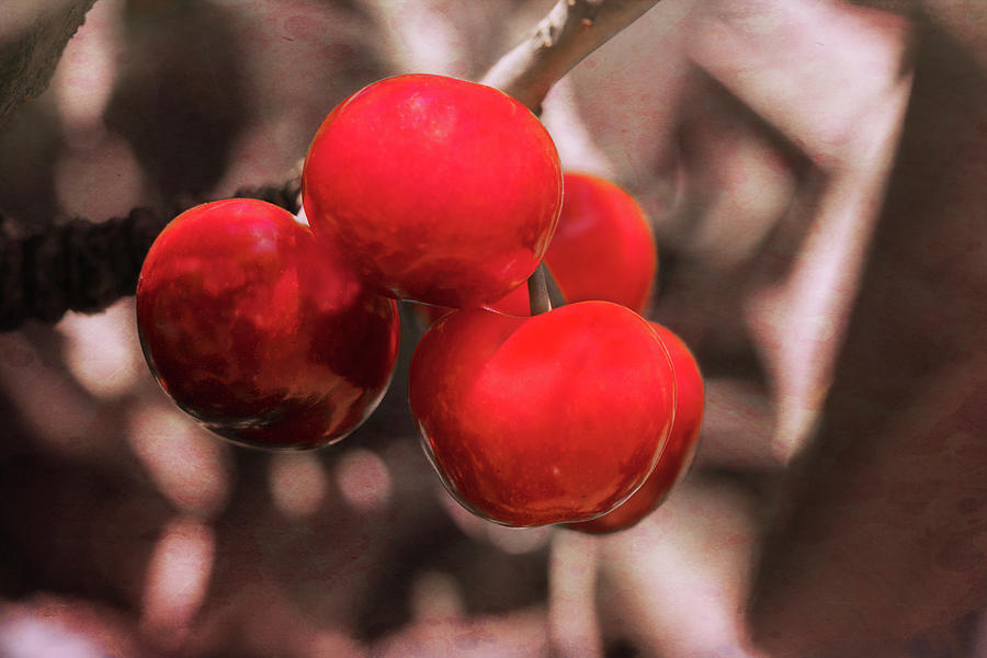 Red and Ripe Photograph by Elaine Teague
