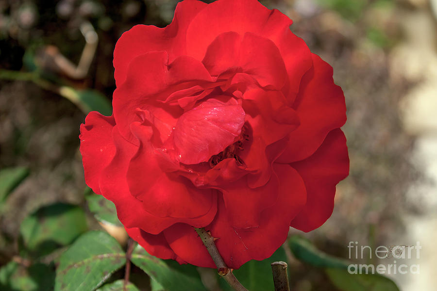 Red and Rosy Photograph by Elaine Teague