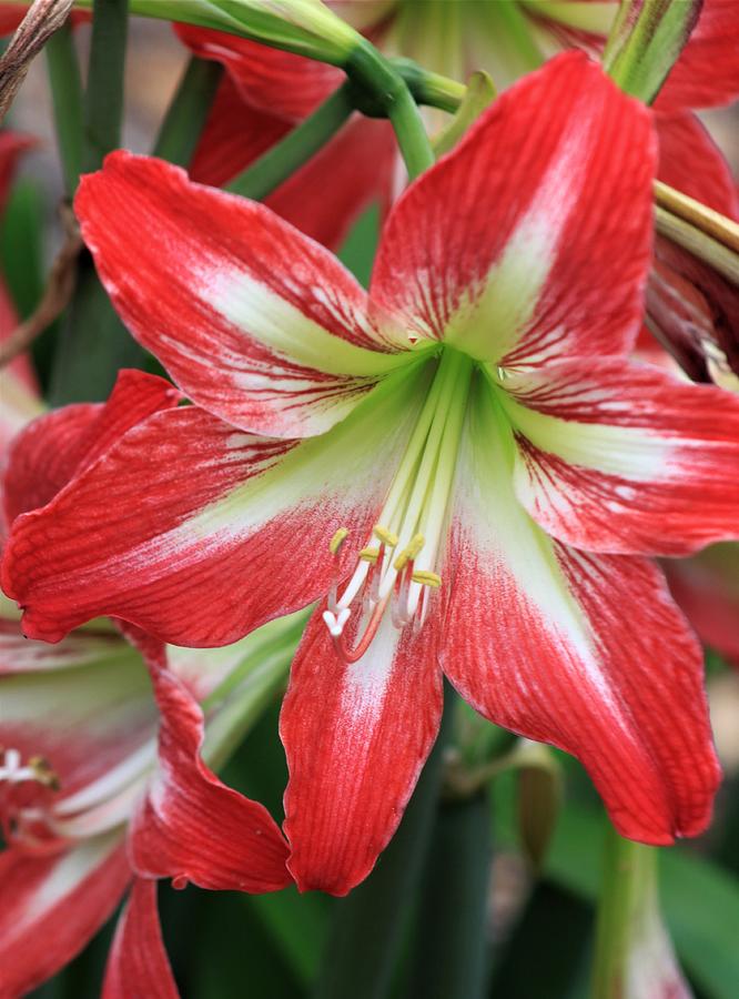 Red and White Amaryllis Photograph by David Beard - Fine Art America