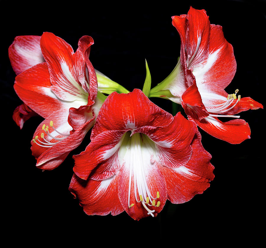 Red And White Amaryllis Photograph
