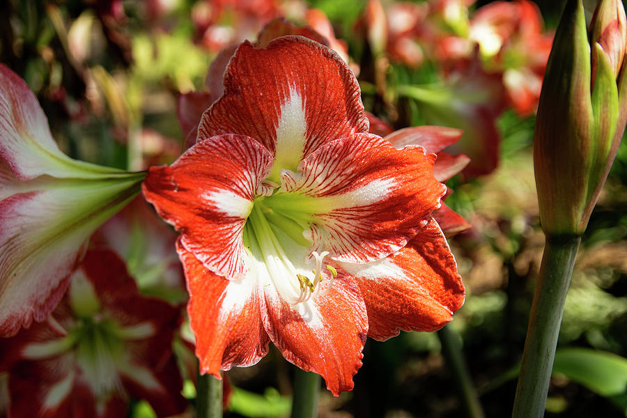 Red and white Barbados Lily flower Photograph by Wendell Clendennen ...