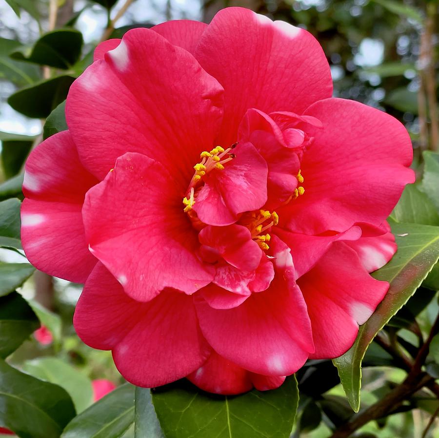 Red and White Camellia Photograph by Dennis Schmidt
