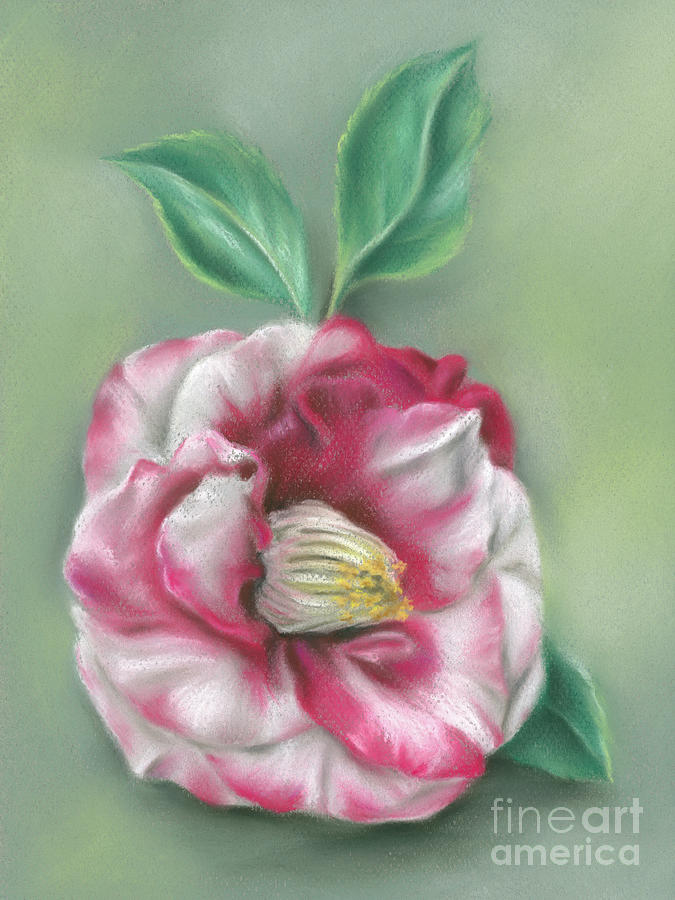 Red and White Camellia Flower Painting by MM Anderson