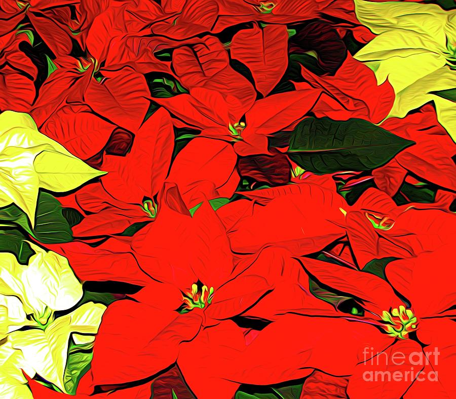 Red and White Christmas Poinsettias Abstract Expressionism Effect Photograph by Rose Santuci-Sofranko