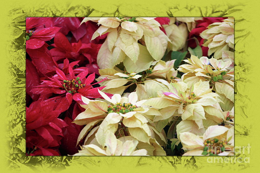 Red And White Christmas Poinsettias Digital Art Photograph