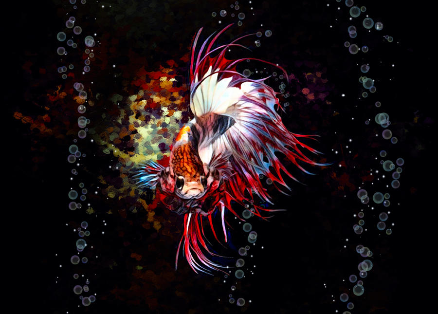 Red And White Crown Tail Betta Fish Portrait Digital Art