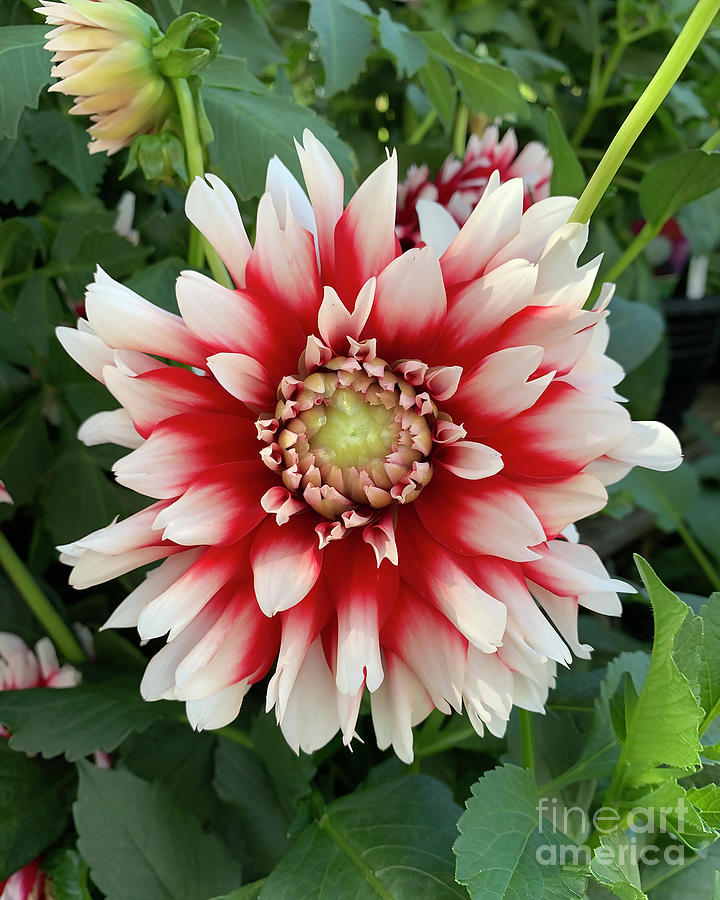 Red And White Dahlia Bloom Digital Art by Kirt Tisdale