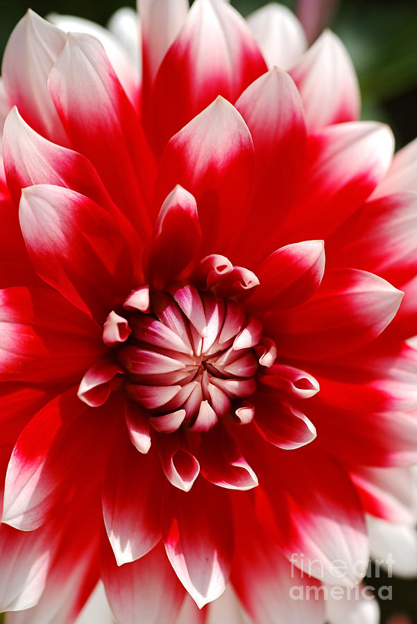 Red And White Dahlia Circles  Photograph by Joy Watson