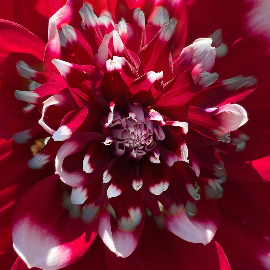 Red and White Dahlia  Photograph by Jerry Abbott