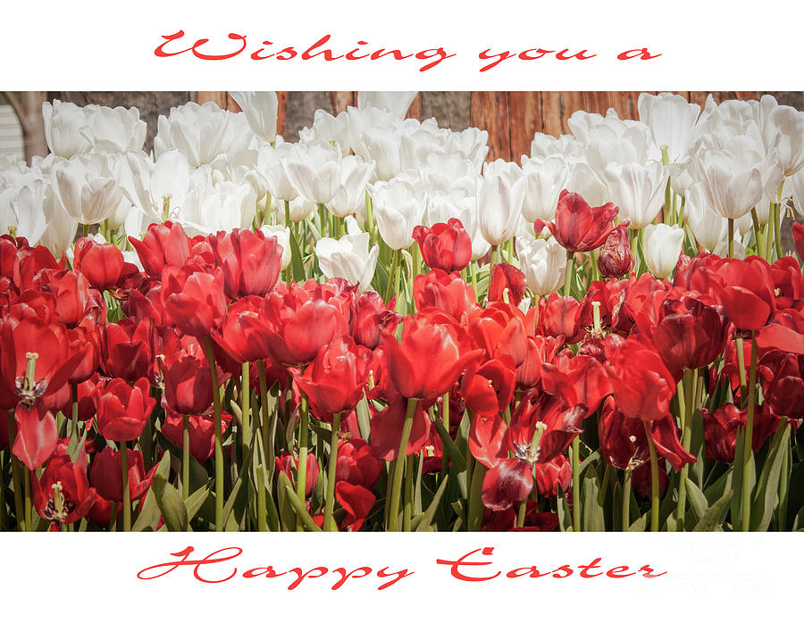Red and White Easter Tulips Photograph by Elaine Teague