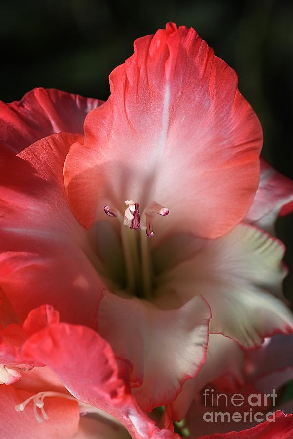 Red And White Gladiolus Flower Photograph by Joy Watson
