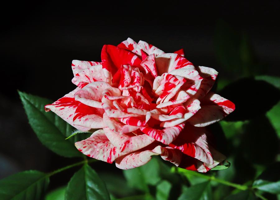 Red And White Miniature Rose Photograph
