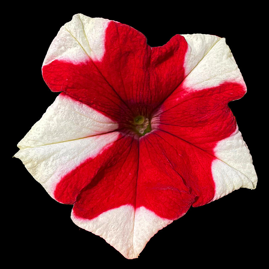 Red and White on Black Photograph by Lee Darnell
