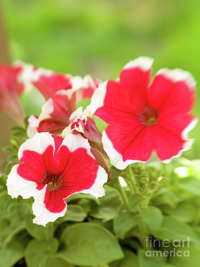 Red And White Petunias 2 Photograph by Dorothy Lee