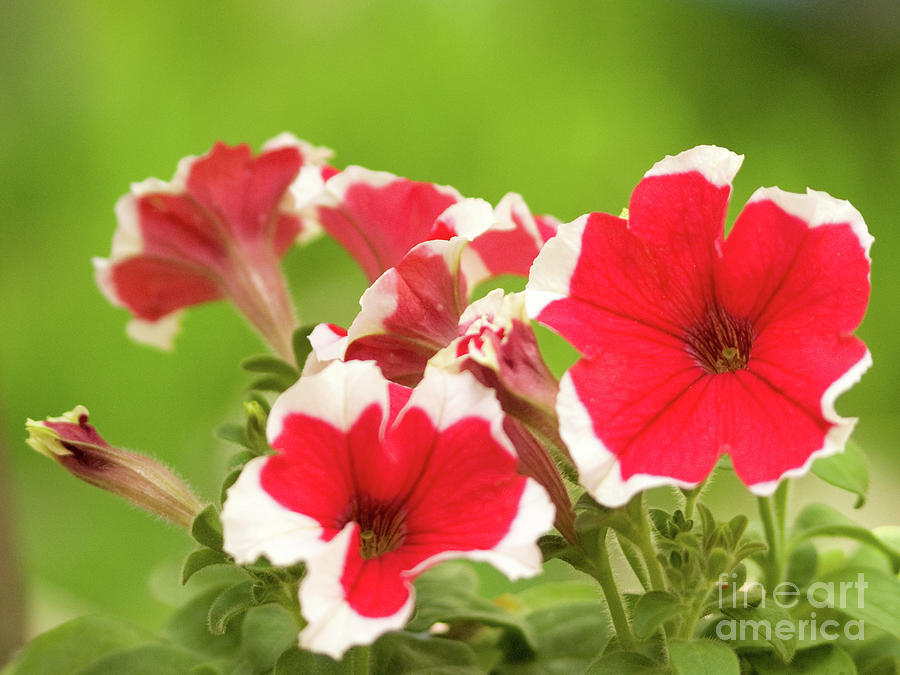 Red And White Petunias Photograph by Dorothy Lee
