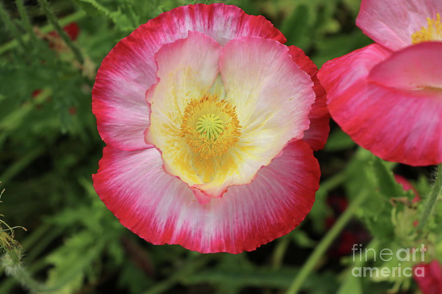 Red and White Poppy 3502 Photograph by Jack Schultz