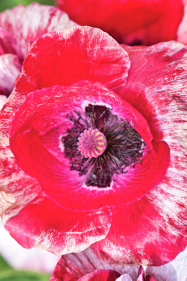 Red and White Poppy - Georgeson Botanical Garden Photograph by Cathy Mahnke