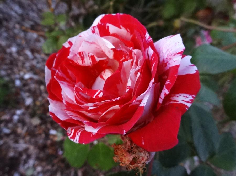Red and White Rose Photograph by Lisa Mutch