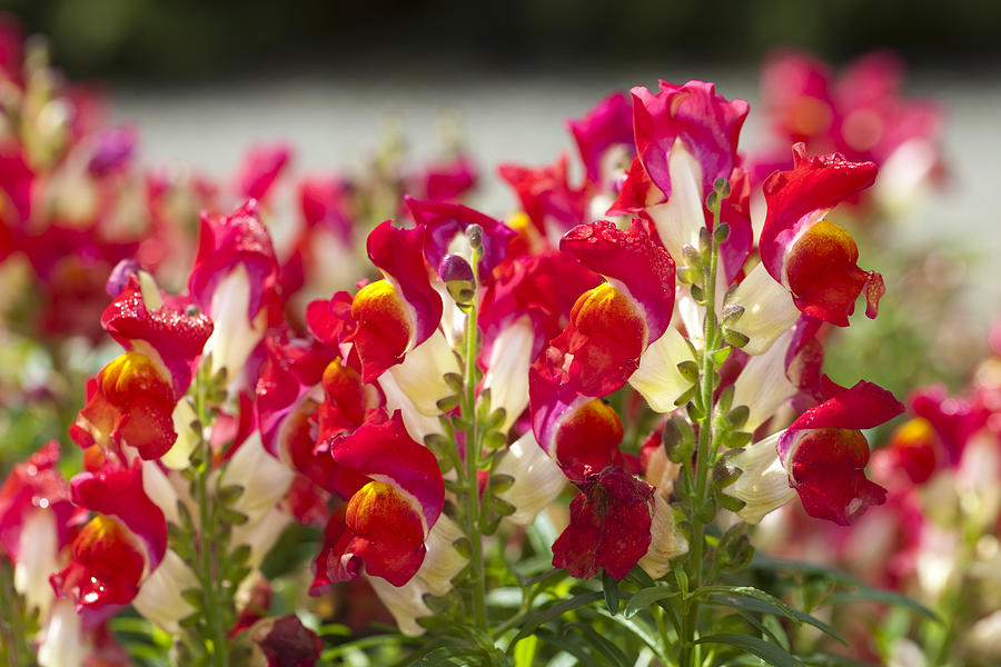 Red and white snapdragons Photograph by AYImages